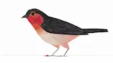 Arkadia - origami bird branding vector animation layout | Frame 1